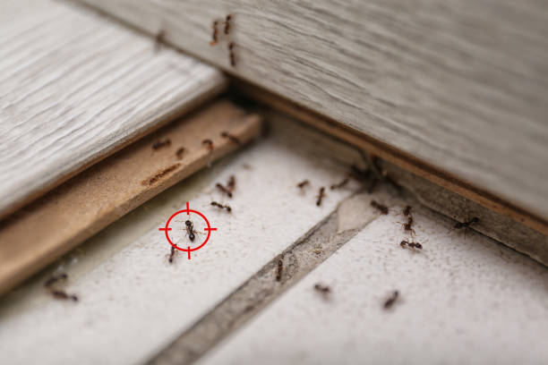 Trusted Clarkson Valley, MO Pest Control Experts