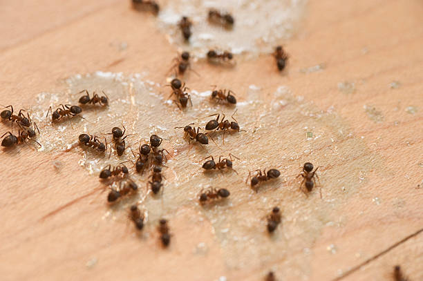 Best Cockroach Control Services  in Clarkson Valley, MO